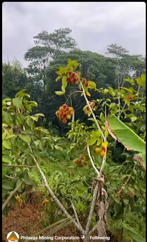 Tree Growing and Site Maintenance